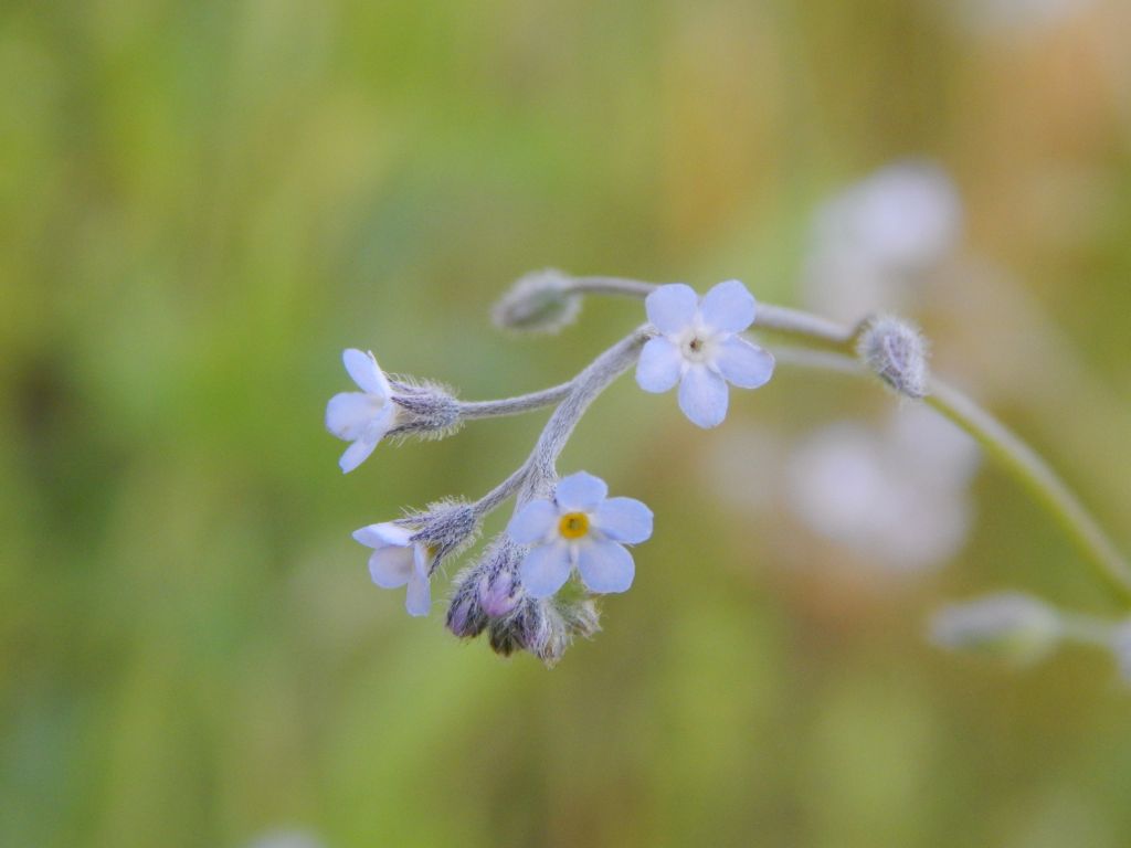 Myosotis
