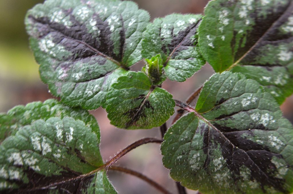 Lamium galeobdolon (L.) L.