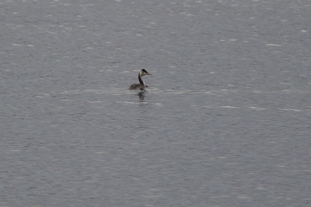 Podiceps cristatus (Linnaeus, 1758)