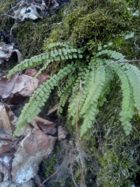 Asplenium trichomanes L.