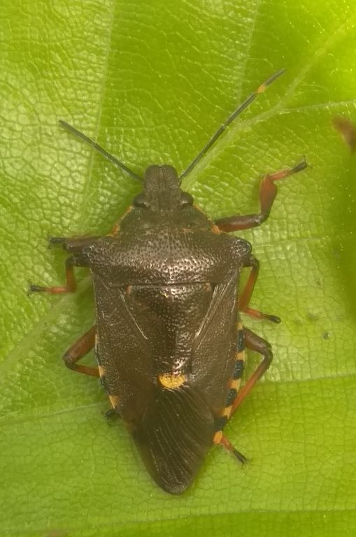 Pinthaeus sanguinipes (Fabricius, 1781)