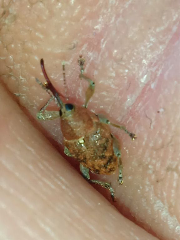 Curculio glandium Marsham, 1802