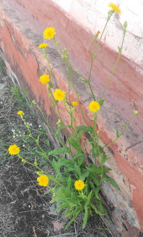 Picris hieracioides L.