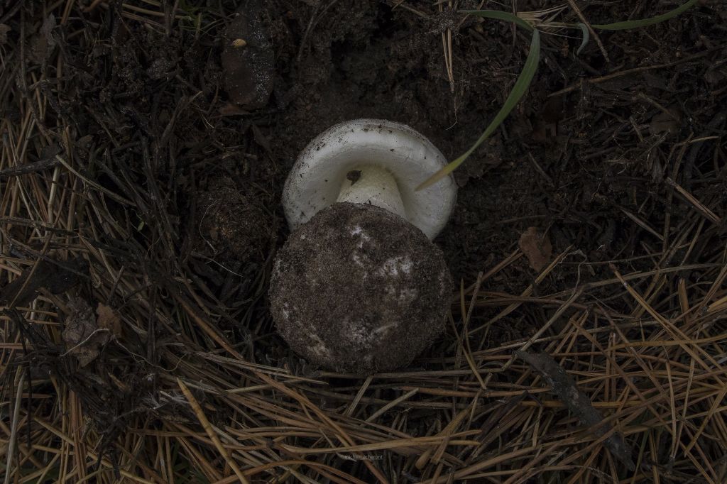Amanita phalloides (Vaill. ex Fr.) Link