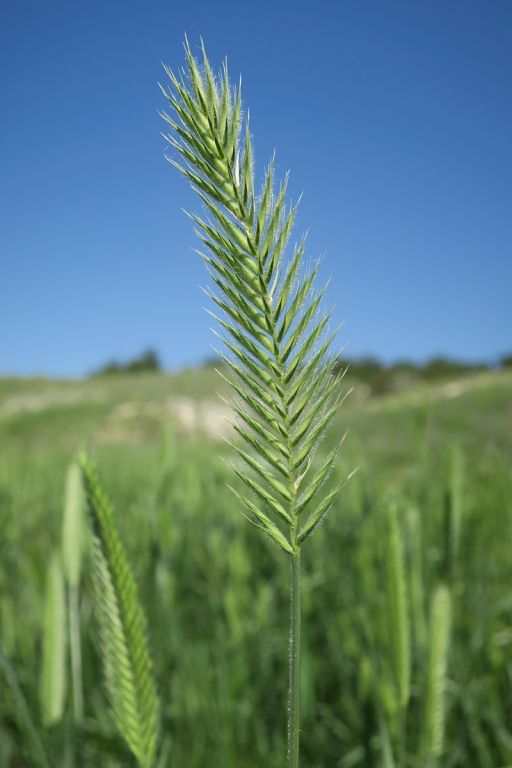 Agropyron cristatum (L.) Gaertn.