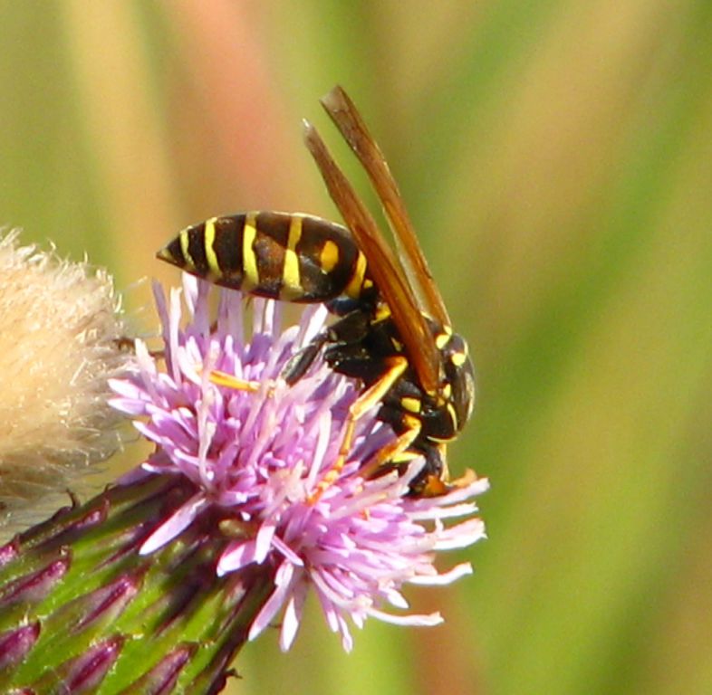 Polistes nimpha (Christ, 1791)