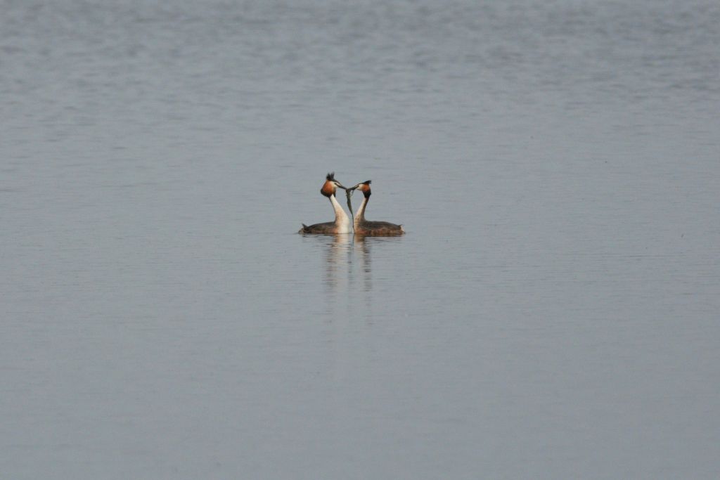 Podiceps cristatus (Linnaeus, 1758)
