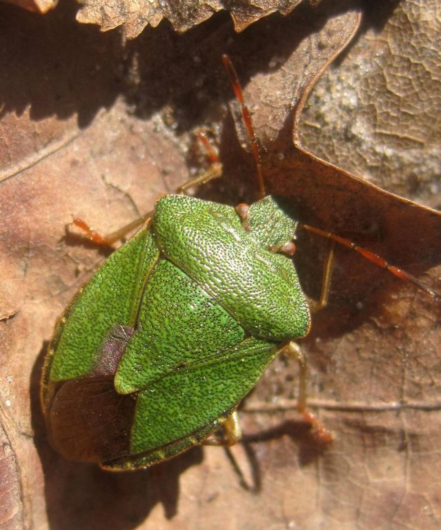 Palomena prasina (Linnaeus, 1761)