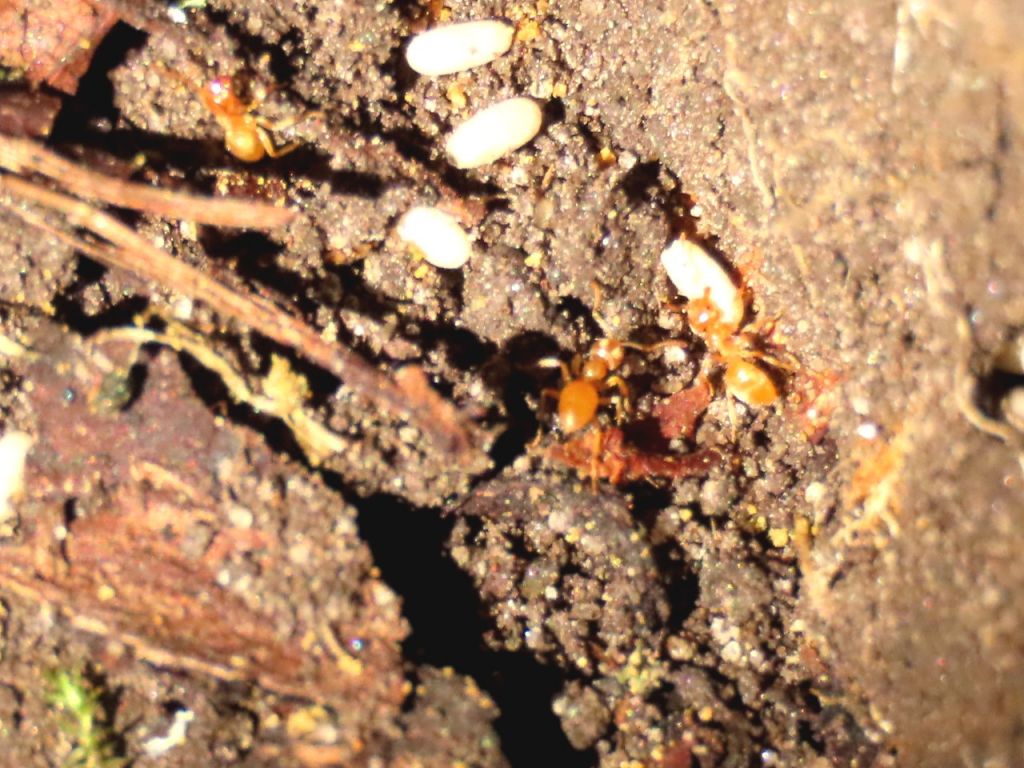 Formicidae