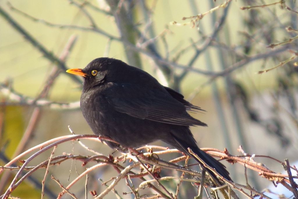 Turdus merula Linnaeus, 1758