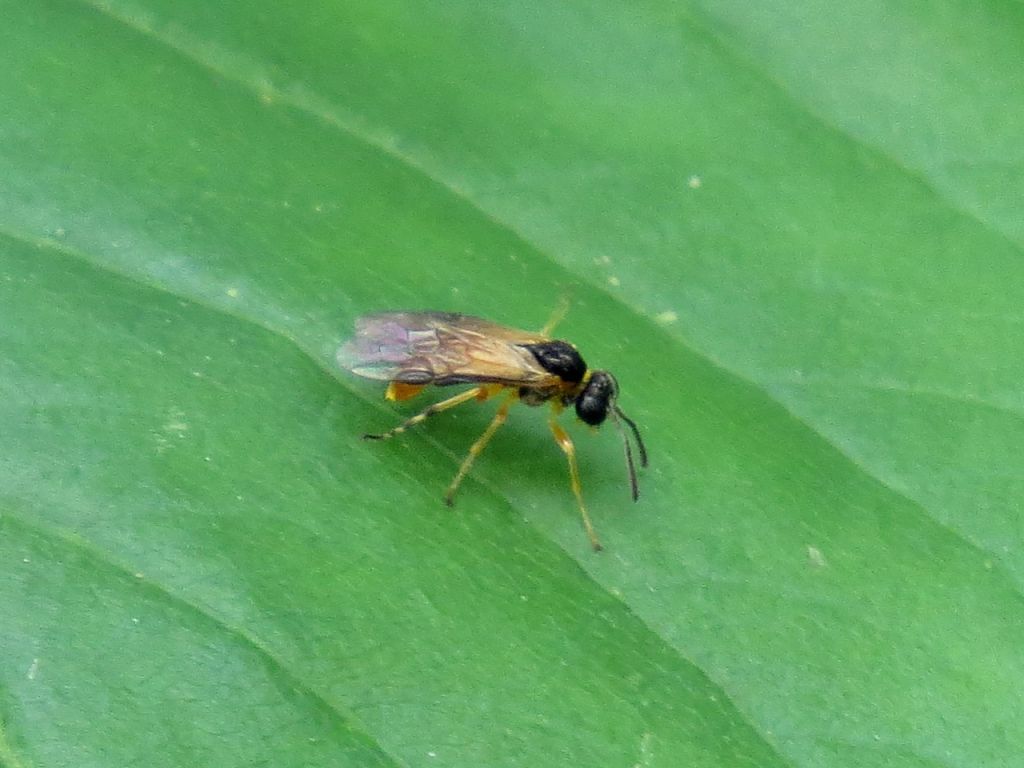 Tenthredinidae