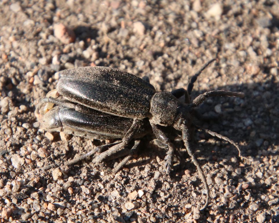 Dorcadion (Carinatodorcadion) carinatum (Pallas, 1771)