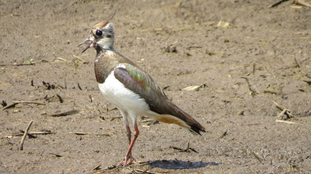 Vanellus vanellus (Linnaeus, 1758)