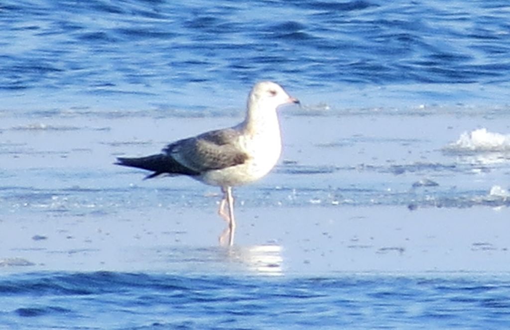 Larus canus Linnaeus, 1758