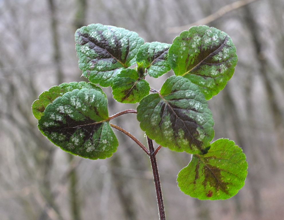Lamium galeobdolon (L.) L.