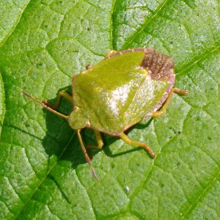 Palomena prasina (Linnaeus, 1761)