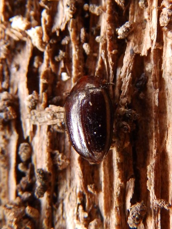 Scaphidema metallicum (Fabricius, 1792)