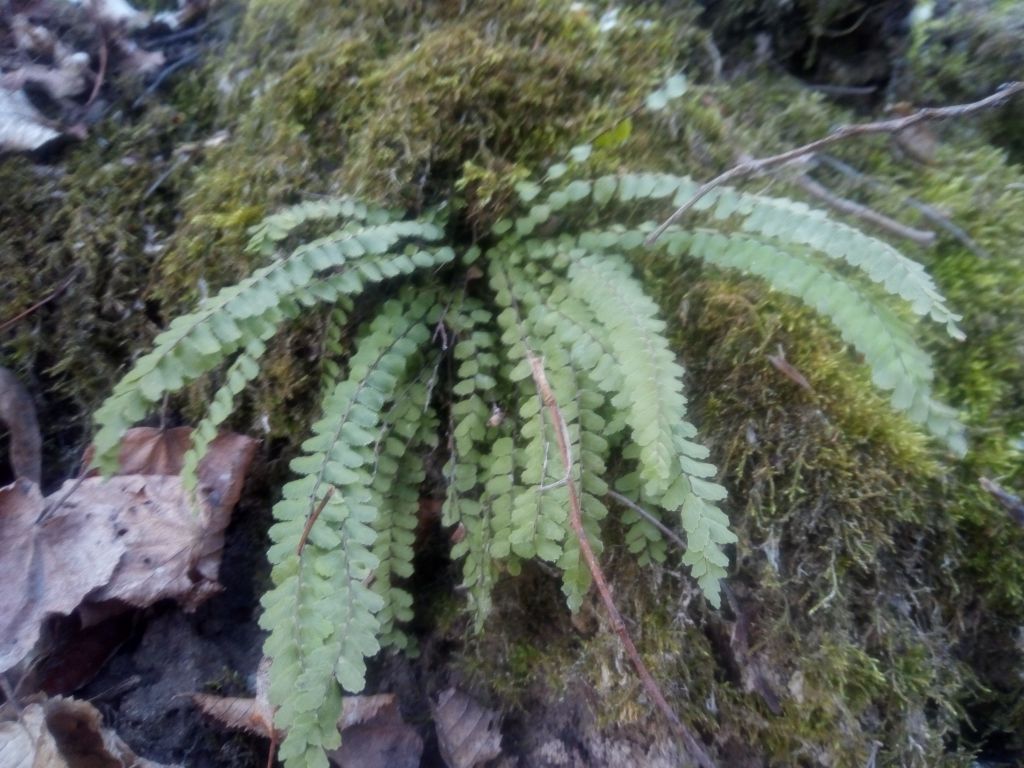 Asplenium trichomanes L.
