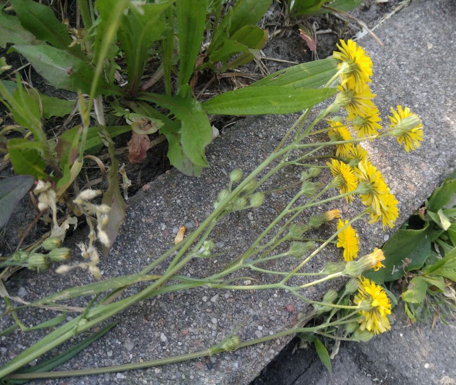 Crepis capillaris (L.) Wallr.