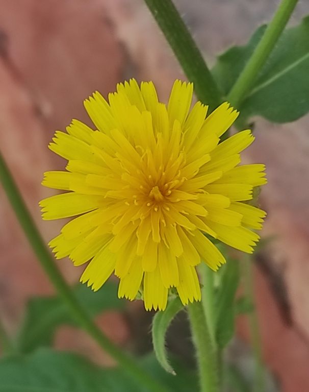 Picris hieracioides L.