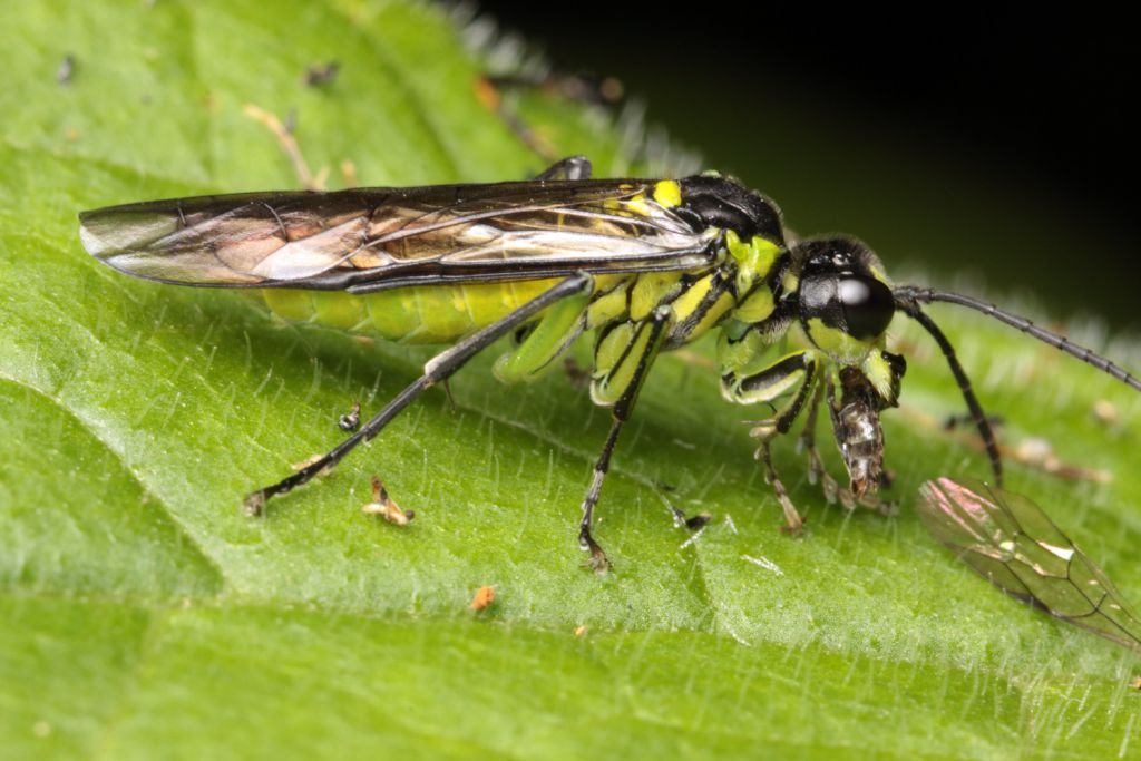 Tenthredinidae