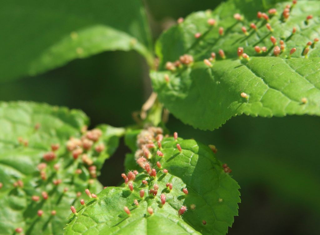 Phyllocoptes eupadi (Newkirk, 1984)