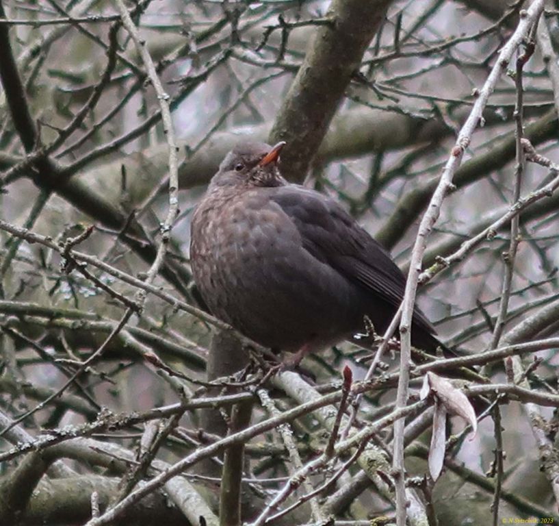 Turdus merula Linnaeus, 1758