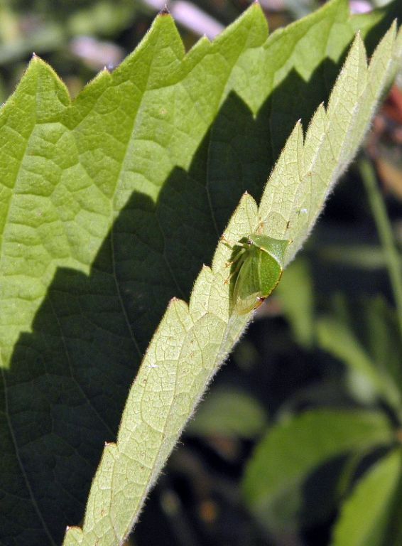 Stictocephala bisonia Kopp & Yonke, 1977