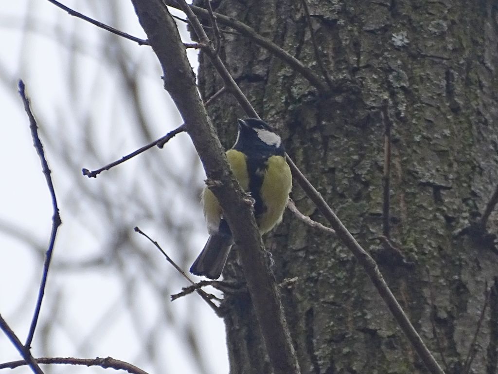 Parus major Linnaeus, 1758