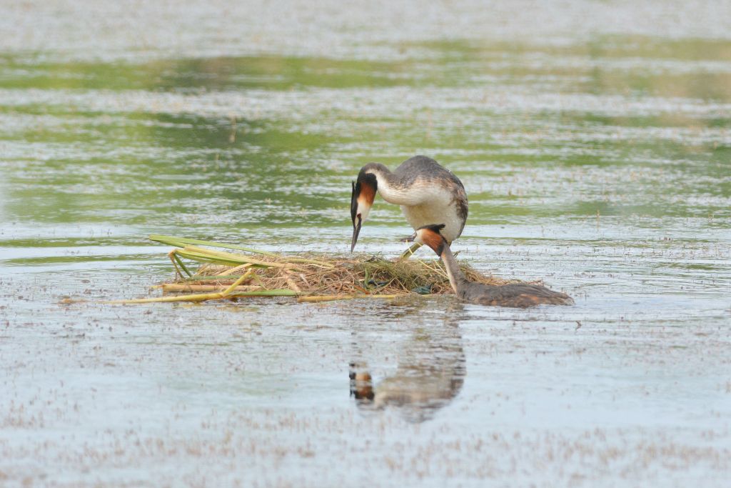 Podiceps cristatus (Linnaeus, 1758)