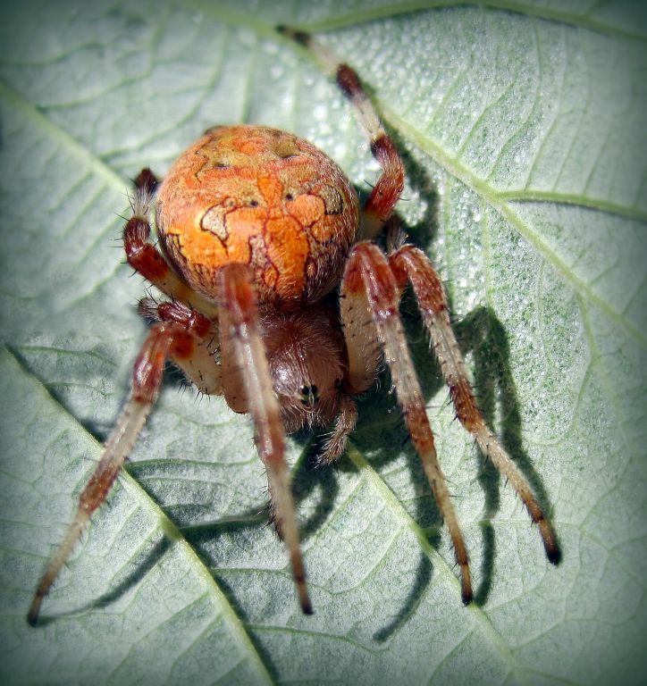 Araneus marmoreus