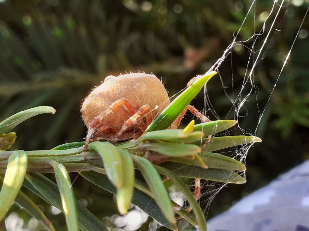 Araneus diadematus Clerck, 1757