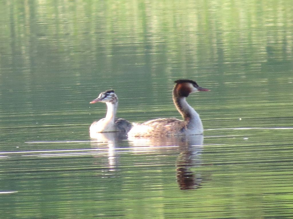 Podiceps cristatus (Linnaeus, 1758)
