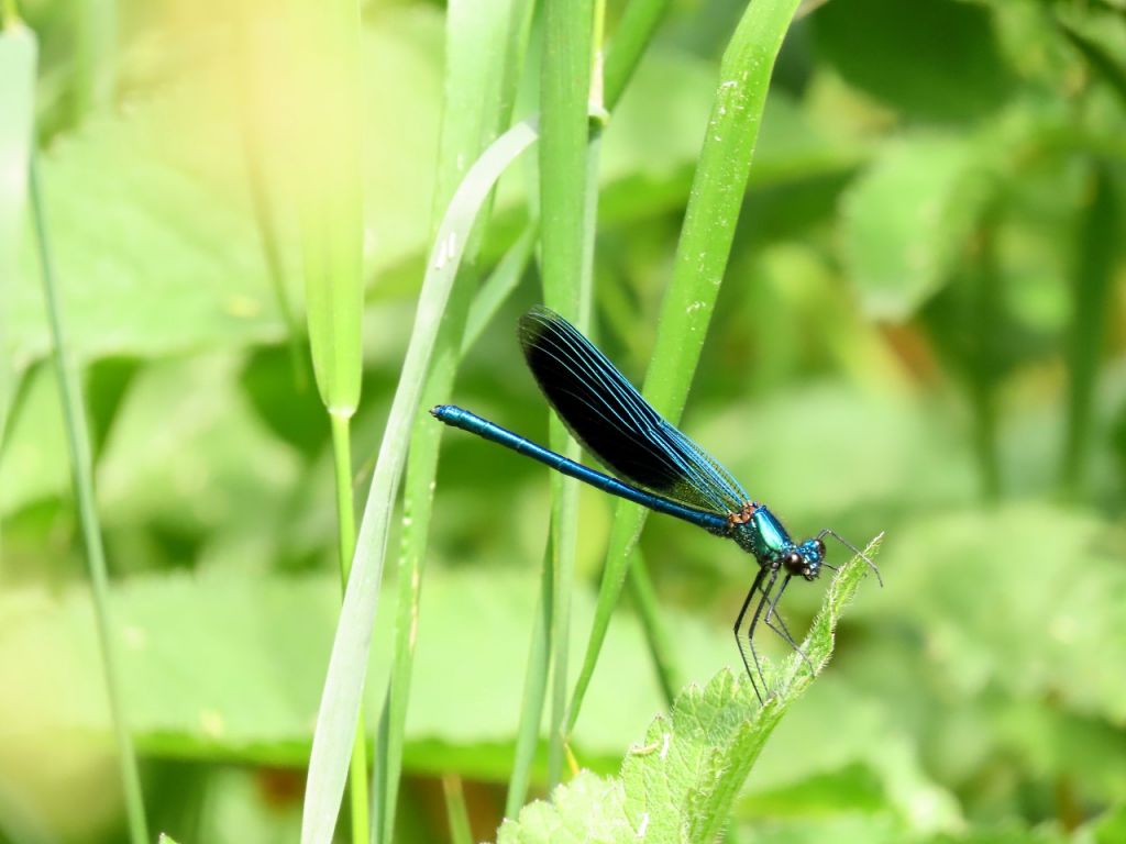Calopteryx splendens (Harris, 1782)