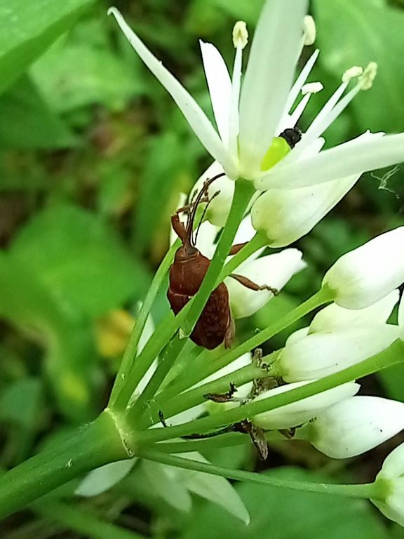 Curculio glandium Marsham, 1802