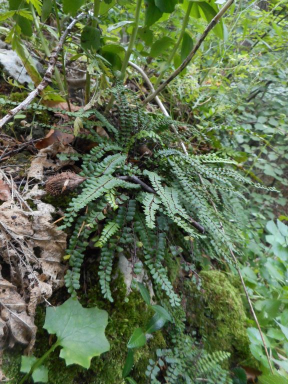 Asplenium trichomanes L.