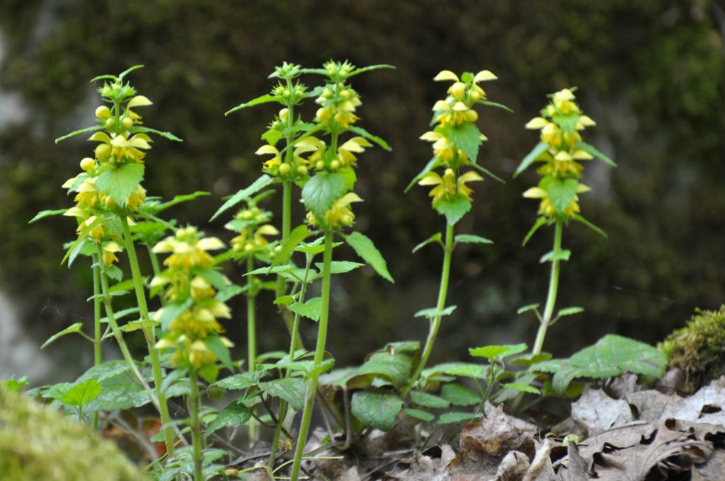 Lamium galeobdolon (L.) L.