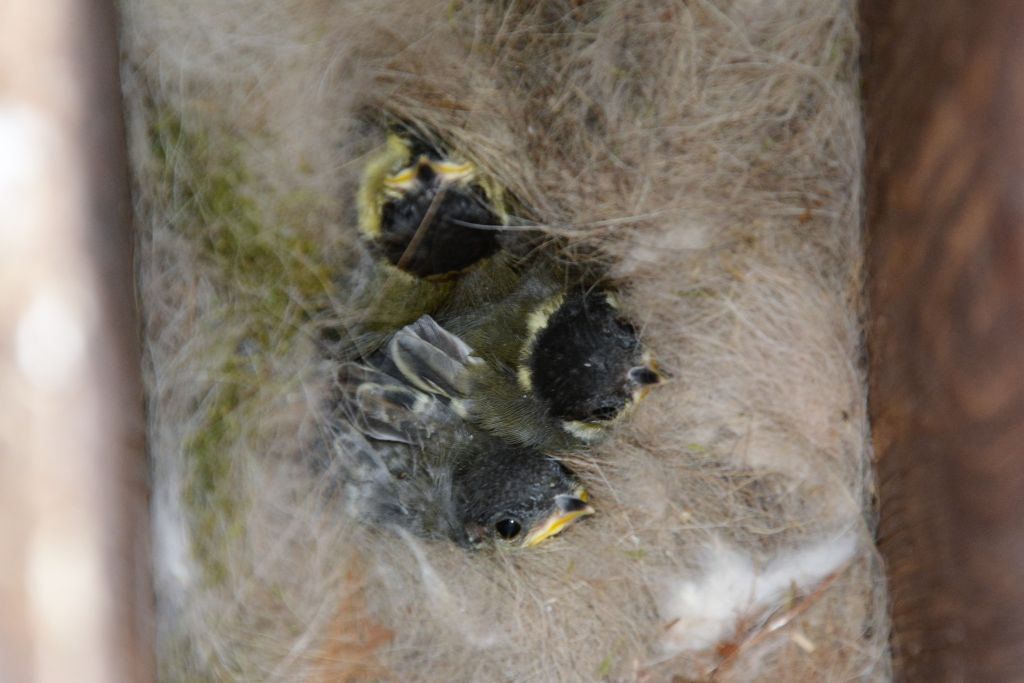 Parus major Linnaeus, 1758