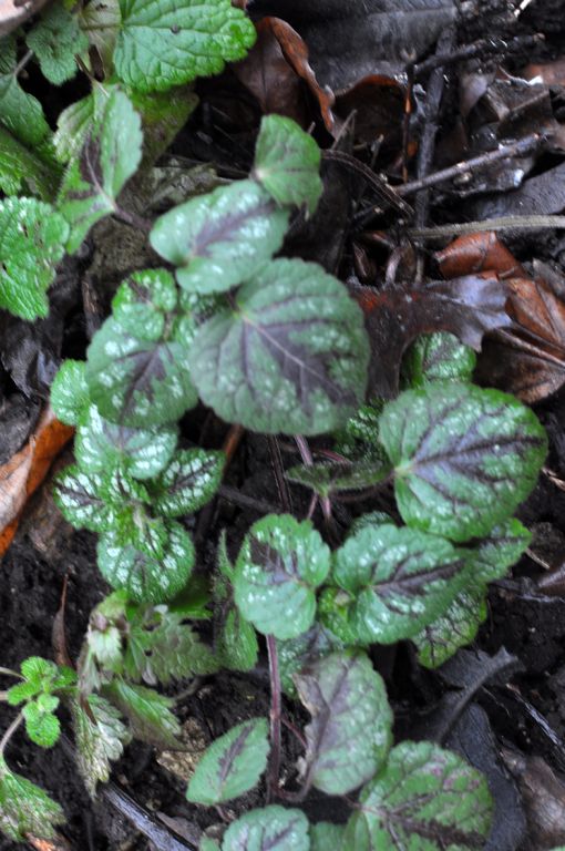 Lamium galeobdolon (L.) L.