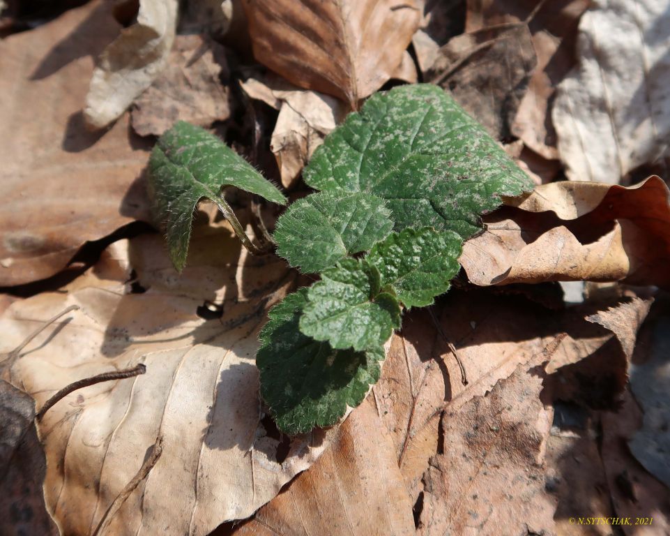Lamium galeobdolon (L.) L.