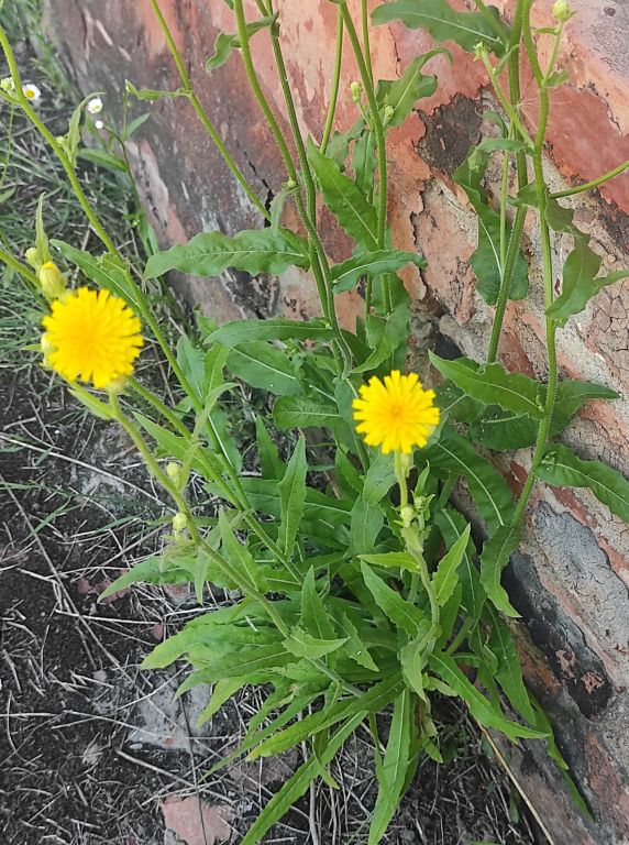 Picris hieracioides L.