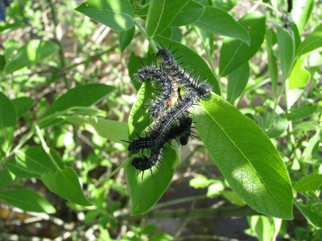 Nymphalis xanthomelas (Esper, 1781)