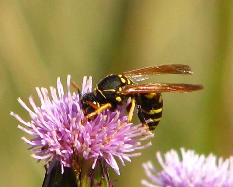Polistes nimpha (Christ, 1791)