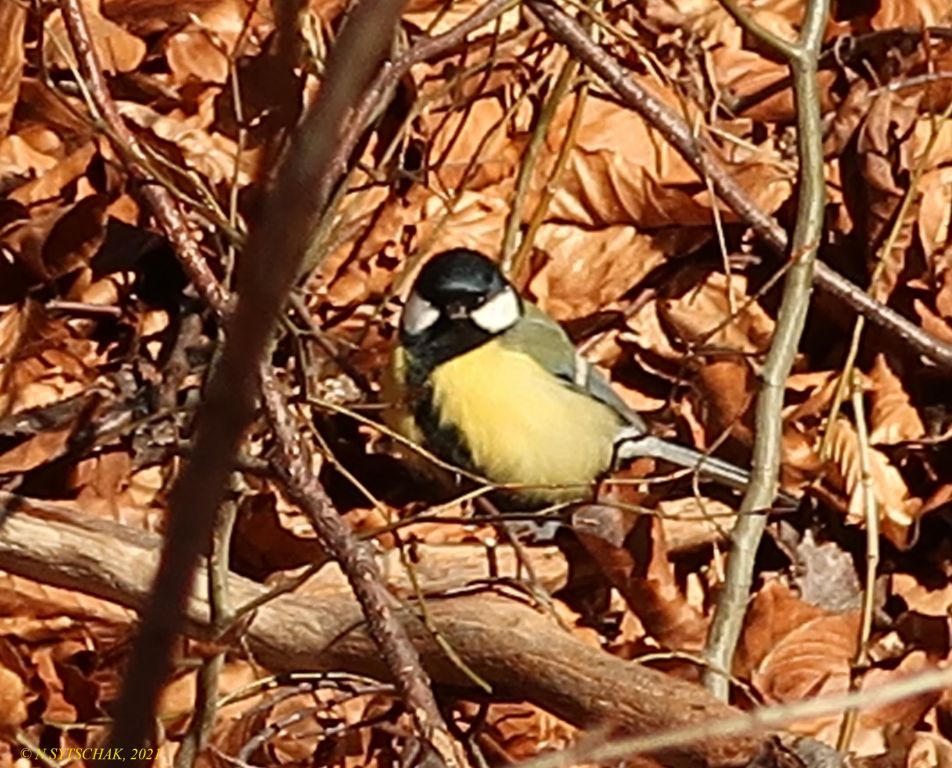 Parus major Linnaeus, 1758