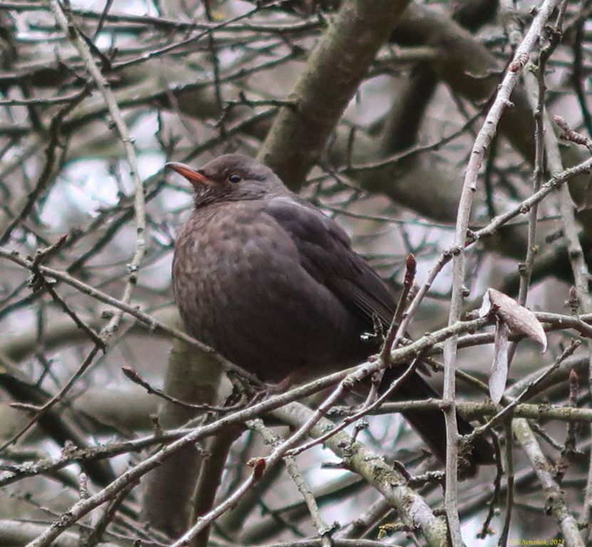 Turdus merula Linnaeus, 1758