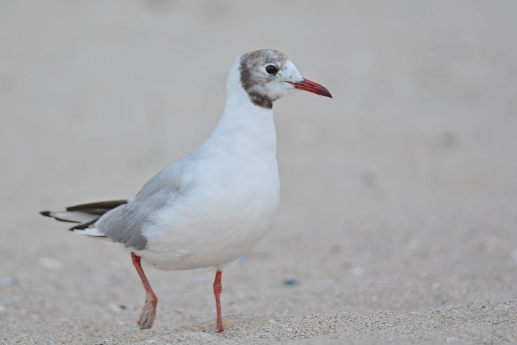 Chroicocephalus ridibundus (Linnaeus, 1766)