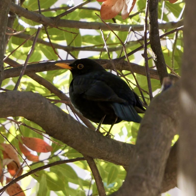 Turdus merula Linnaeus, 1758