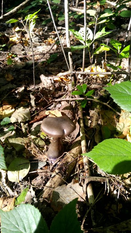 Cortinarius violaceus (L.) Gray