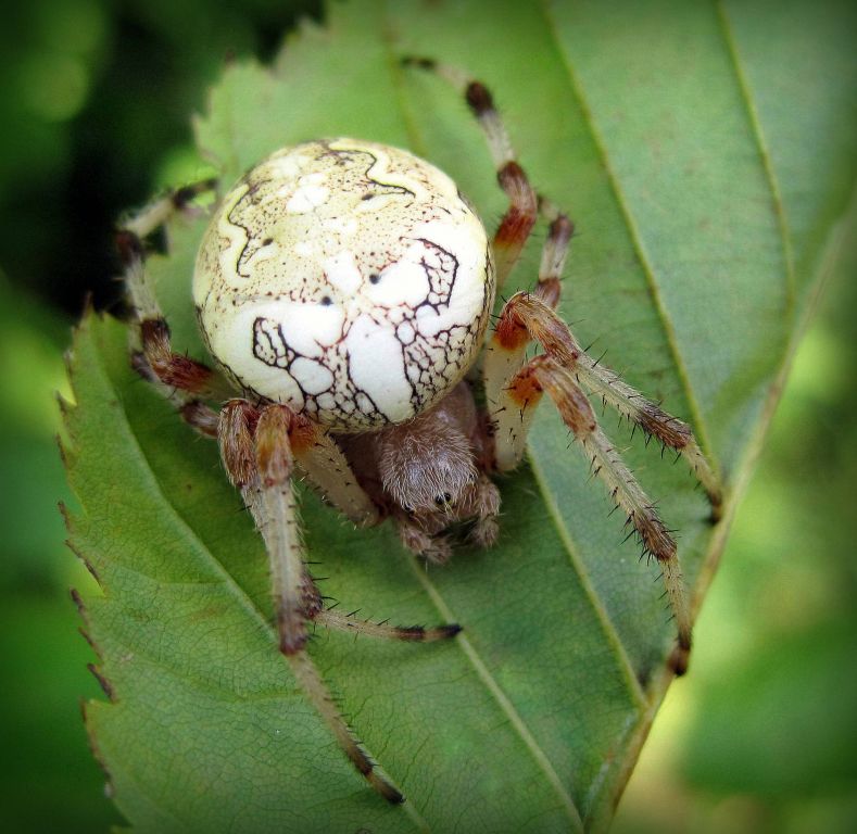 Araneus marmoreus