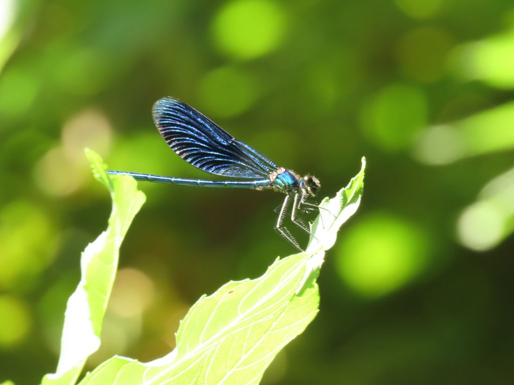 Calopteryx splendens (Harris, 1782)